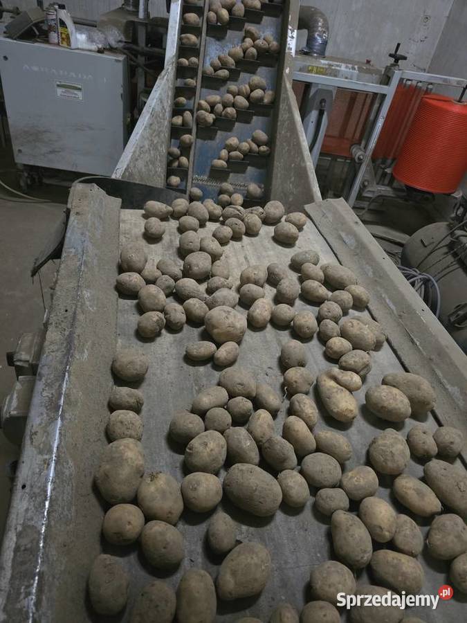 Sprzedam ziemniaki lubelskie Zubowice