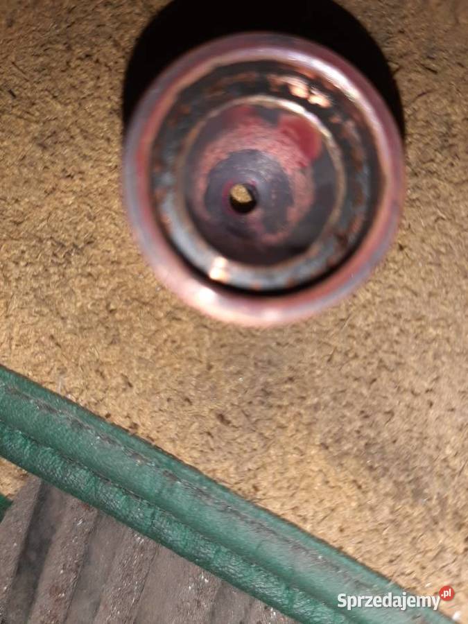 Glebogryzarka mrowka