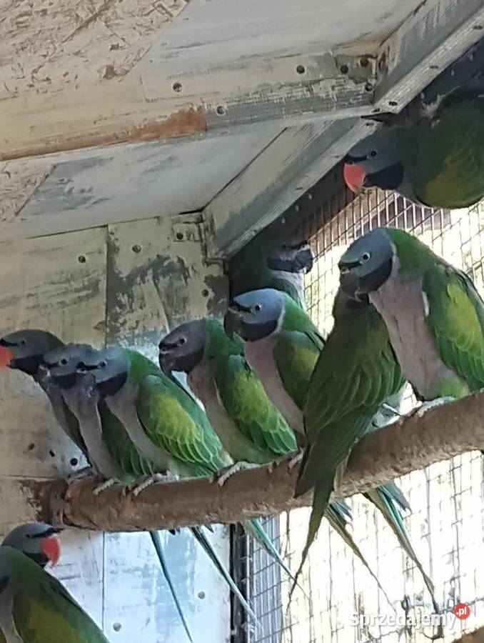 Papugi Aleksandretty Chińskie dolnośląskie