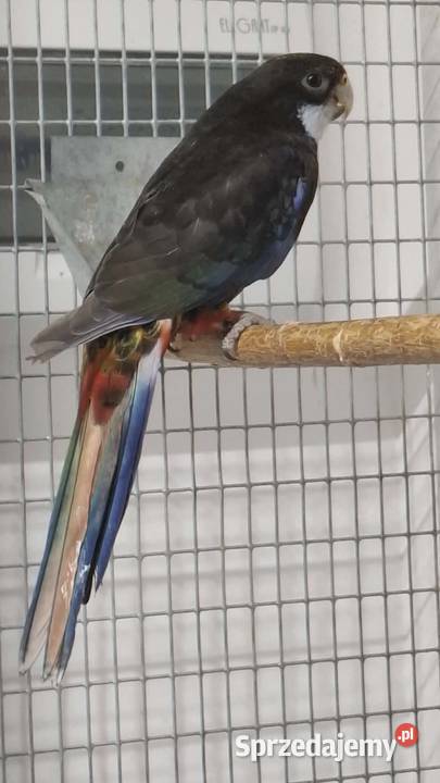 Rozella białolica 2025 Mława