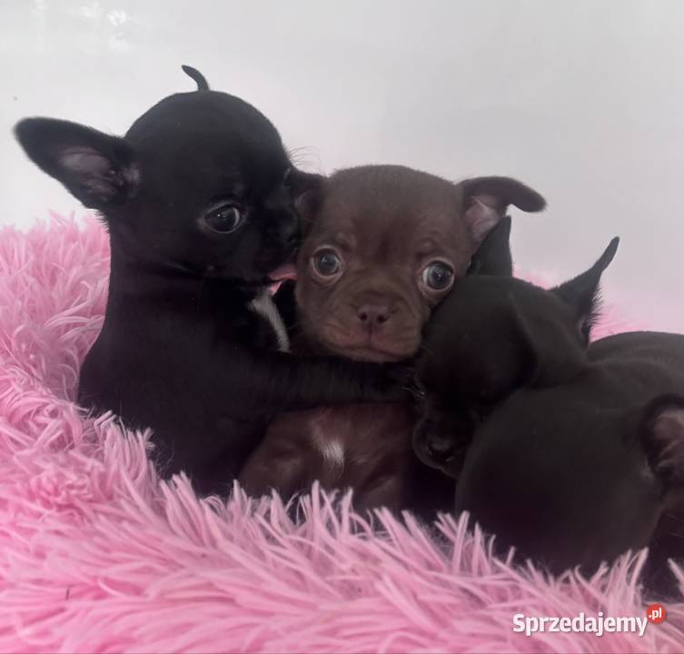 Chihuahua Xs Gdańsk