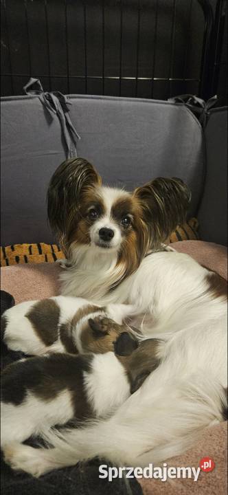 Papillon FCIZKWP Spaniel Kontynentalny Jelenia Góra