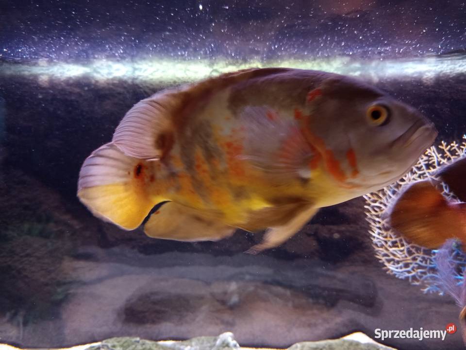 Pielegnica Pawiooka plus Zrojniki Kraków