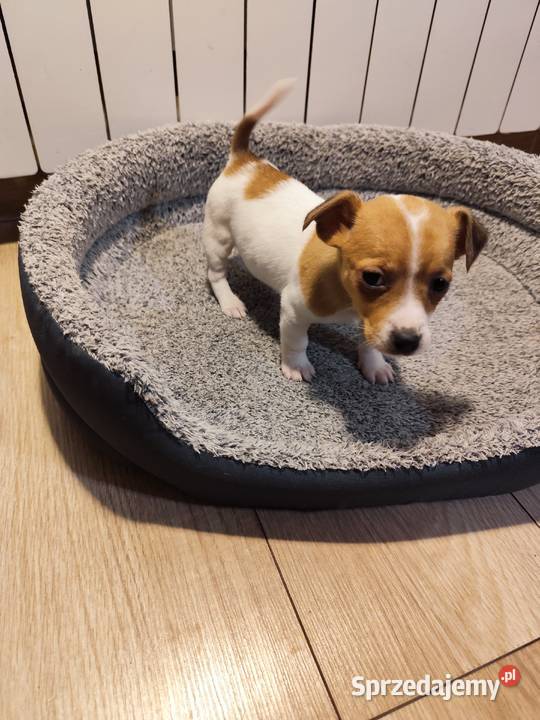 Jack Russell terrier łódzkie Piątek