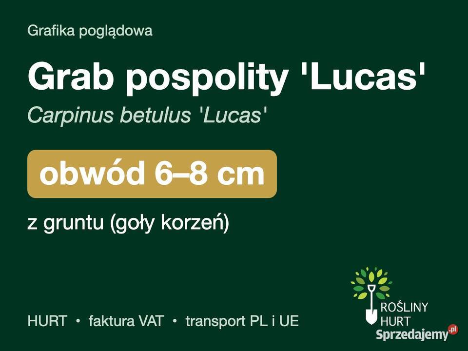 Grab pospolity Lucas obwód 68 z gruntu HURT