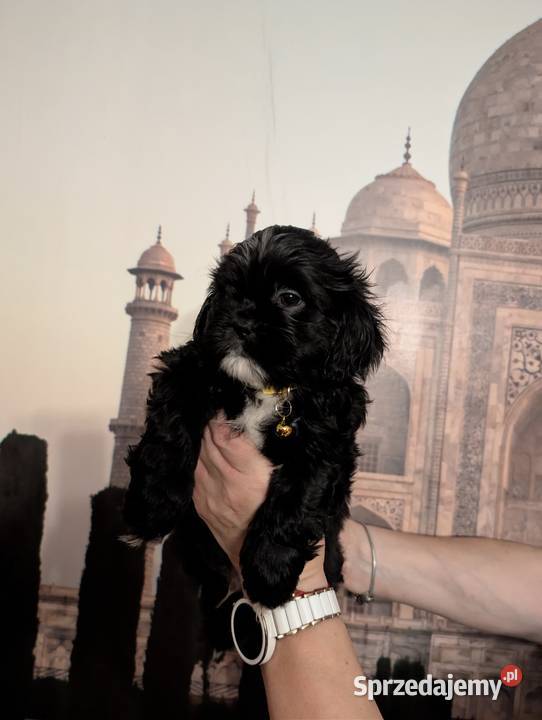 Szczenięta shih tzu z genem blue Zawiercie