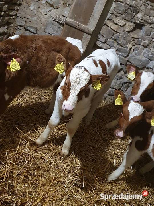 Byczki typ mięsny Garwolin