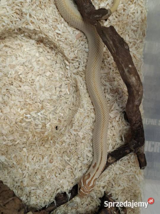 Heterodon zachodni Heterodon nasicus Kraków