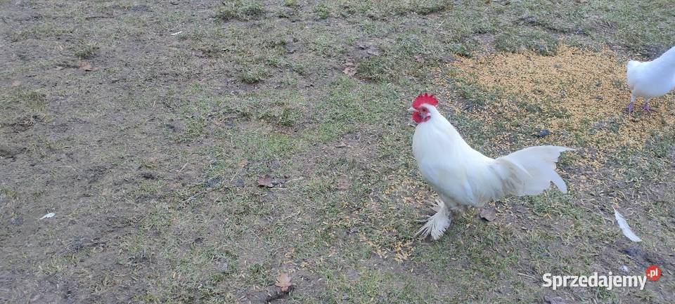 Kury karzełki liliputki lubelskie Tokarówka