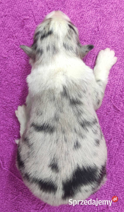 Szczenię BORDER COLLIE z Hodowli Rasowy pies z małopolskie Kraków