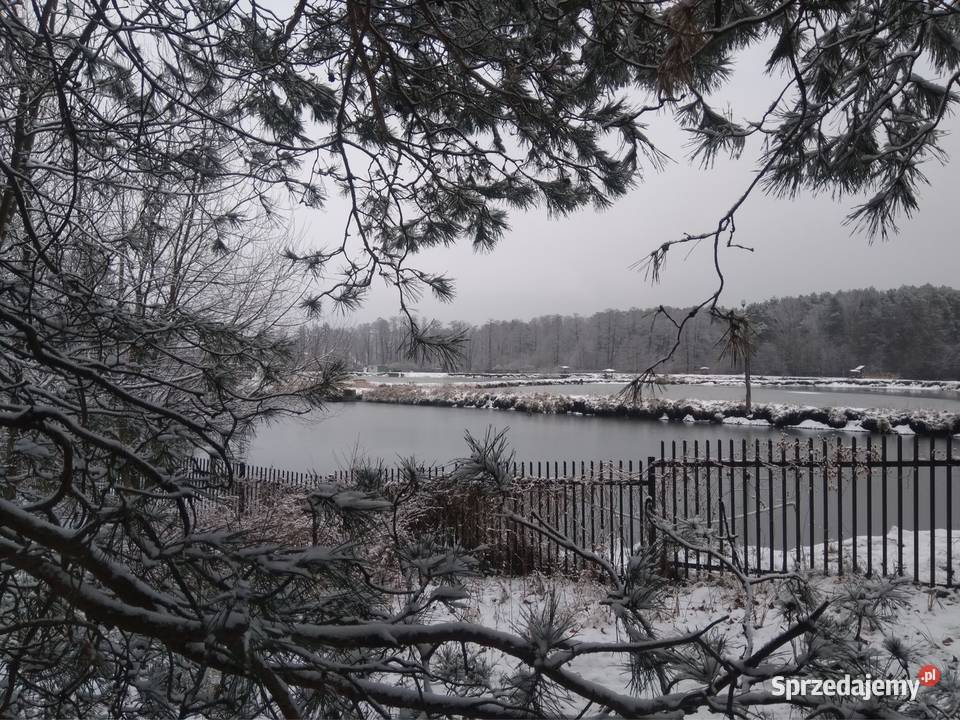 Stawy hodowlane rybne las działka 542 ha Działka kostka Grunty i działki Krężnica Jara