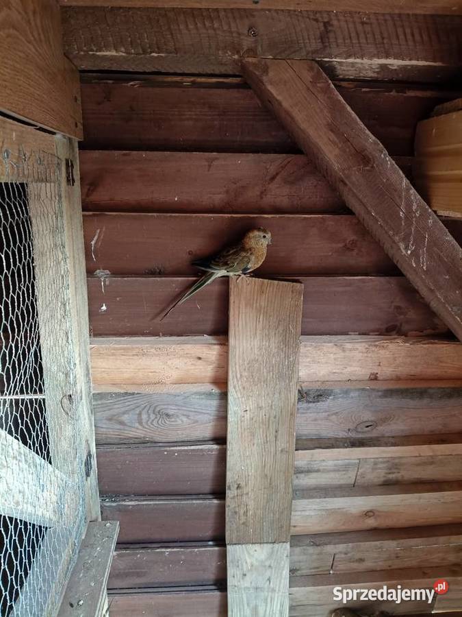 Para świergotek wielkopolskie