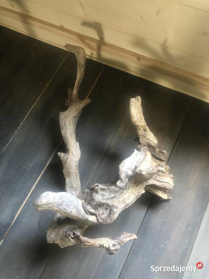 Korzeń dekoracja drift wood mazowieckie Ciepielów