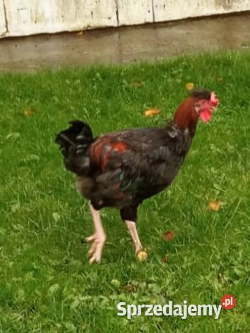 Koguty koguciki młode własny chów Rychwał