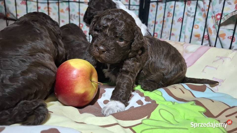 Lagotto romagnolo suczki i piesek metryka zkwp Sierpc sprzedam