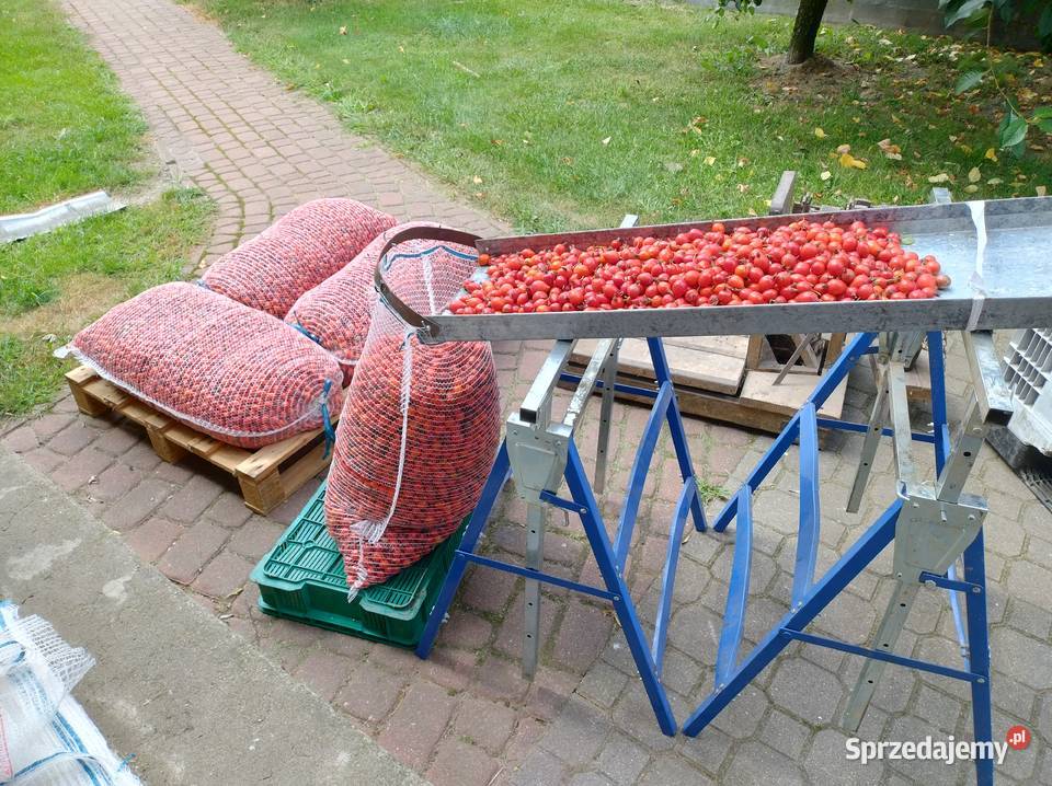 Owoce róży Karpatia Łosice