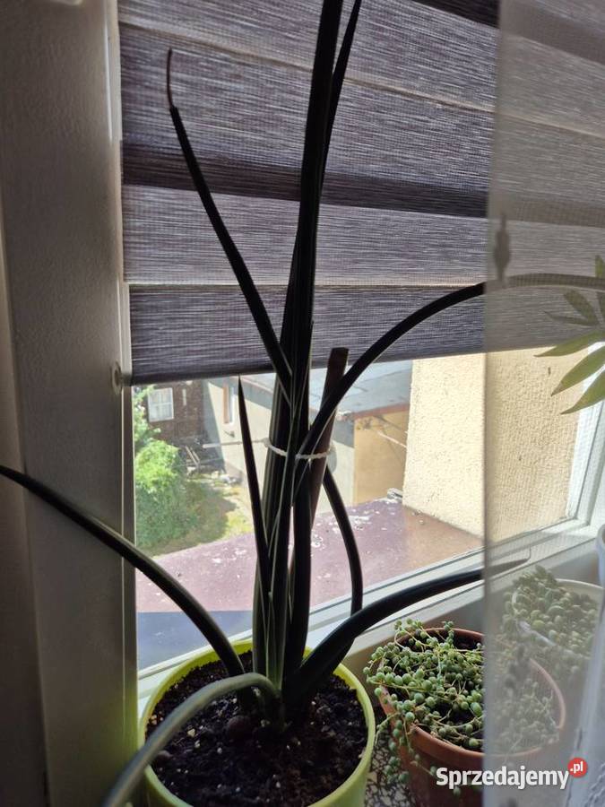 Sansewieria cylindryczna język teściowej Chorzów