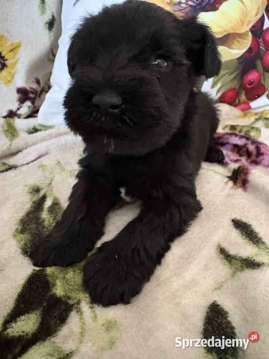Sznaucer miniaturowy czarny pieski kujawsko-pomorskie