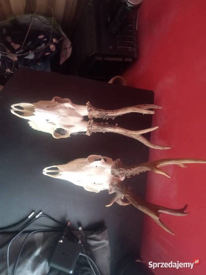 Kozły poroże zamienię