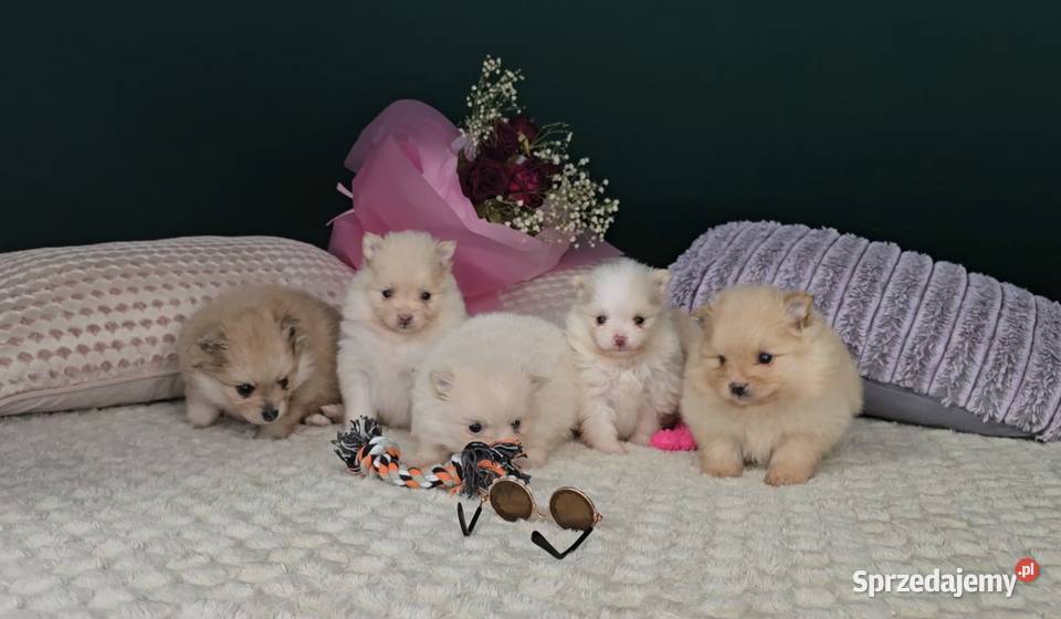 Pomeranian szuka domu sunia i samczyk sprzedam