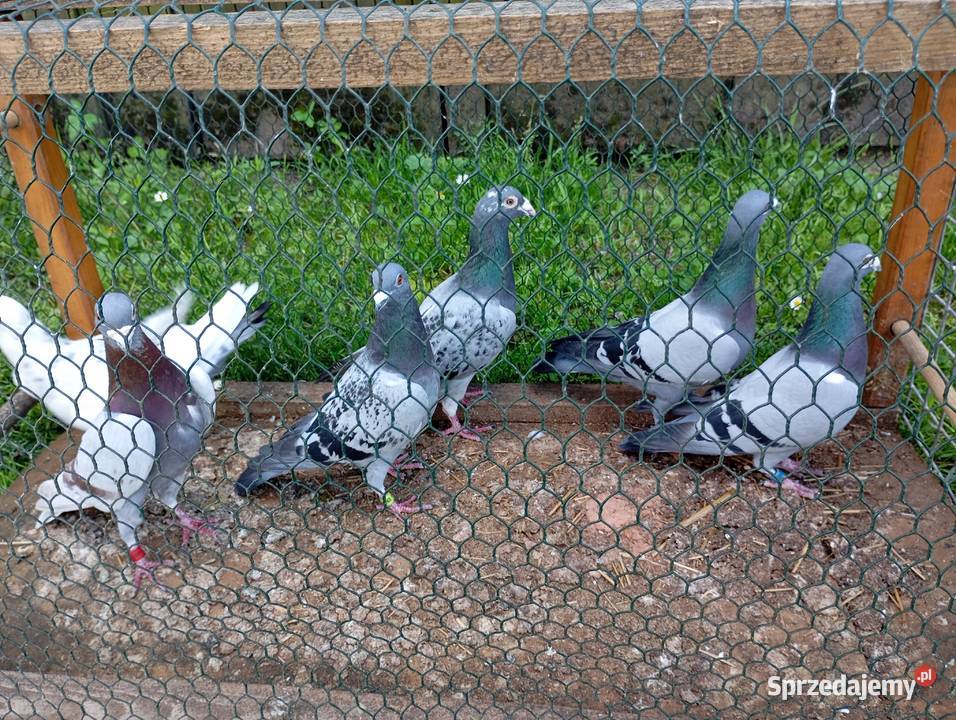 Sprzedam gołębie pocztowe likwidacja hodowli wielkopolskie Kłodawa