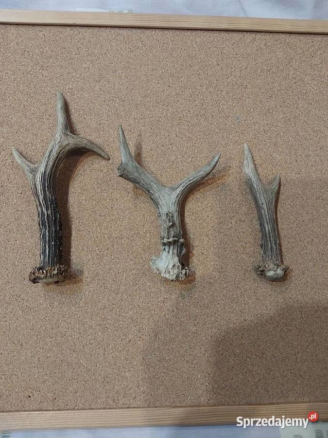 Poroza jelonka sarny Pozostałe Baby Górne