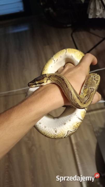 Terarium pyton królewski Częstochowa