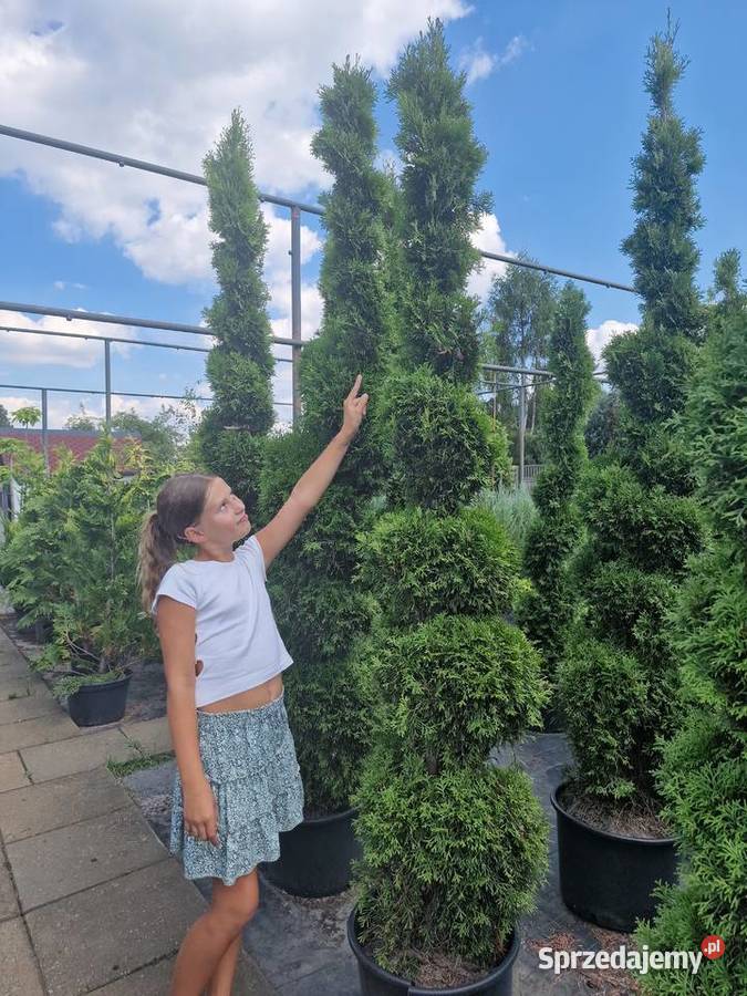 Katalpa Nana drzewo tlenowe kula 5 letnia na łódzkie Pabianice