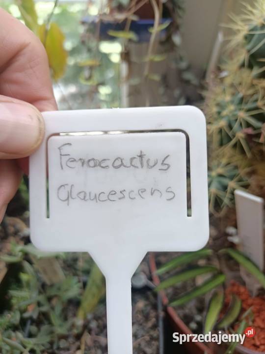 Kaktus ferocactus glaucescens Zielona Góra sprzedam