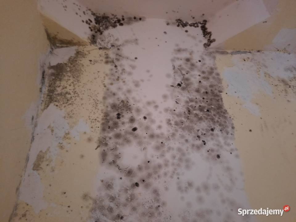 Odgrzybianie mieszkań domów budynków