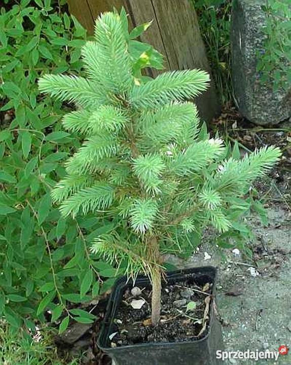 Świerki srebrzysty 3latki2035 kłujący Bydgoszcz sprzedam