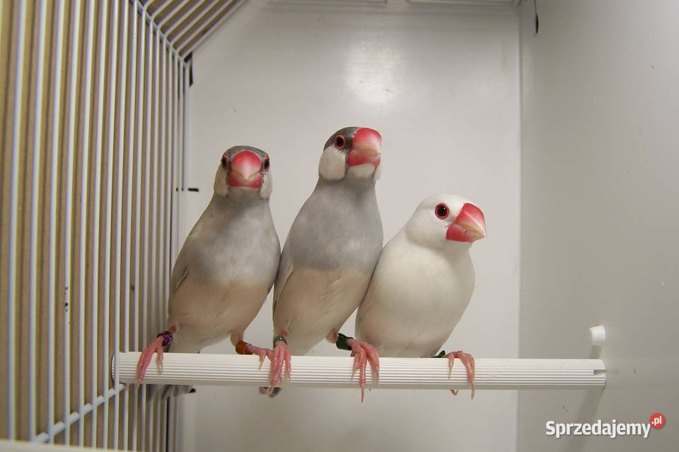 Sprzedam Ryżowce dolnośląskie Świebodzice