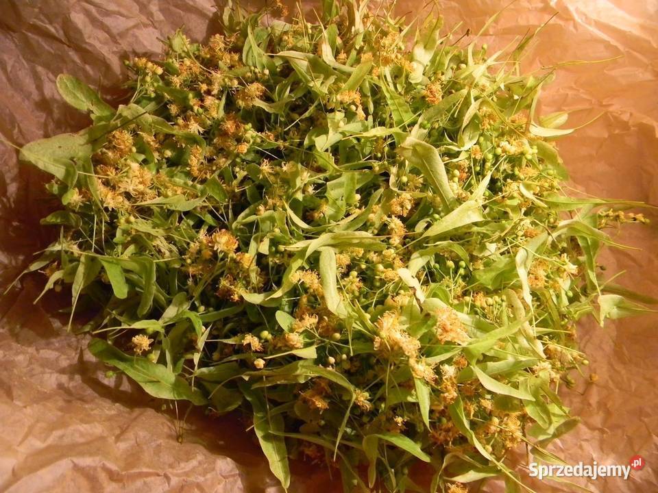 suszona lipa suszony kwiat lipy zbiór tegoroczny Radom