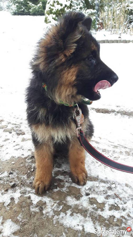Szczeniaki Owczarka Niemieckiego Długowłosego świętokrzyskie Chełmce