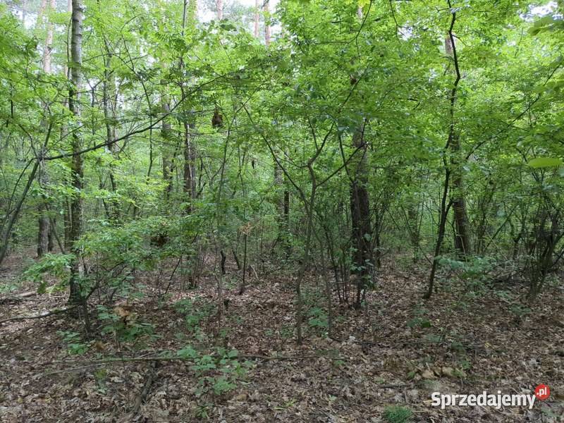 Udział w nieruchomości gruntowej syndyka mazowieckie Nieborzyn