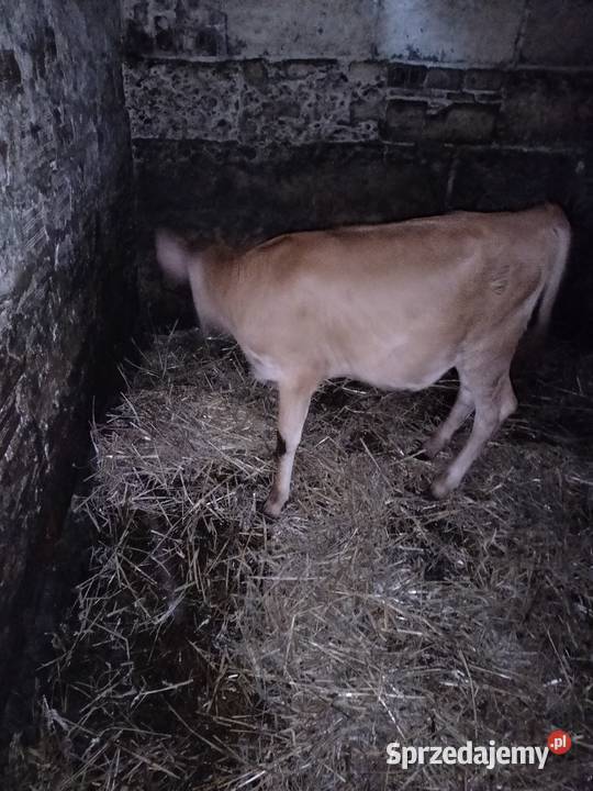 Cielisia Jersey Różanka