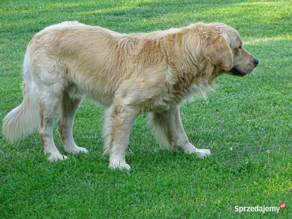 Golden retriever 15 miesięczny Przysucha