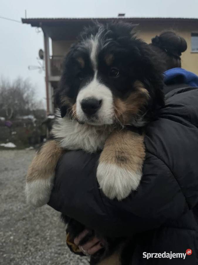 Berneński pies pasterski Bobi Berneński Pies Pasterski