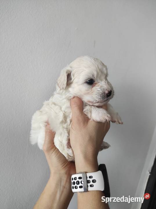 Maltipoo F1 xs Chojnice