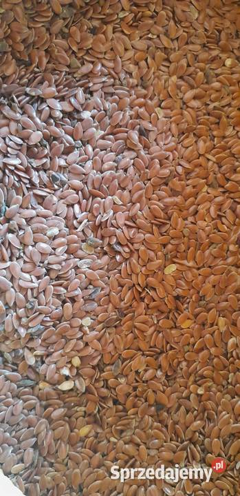 Len oleisty ekologiczny na siew Pozostałe Szypliszki sprzedam
