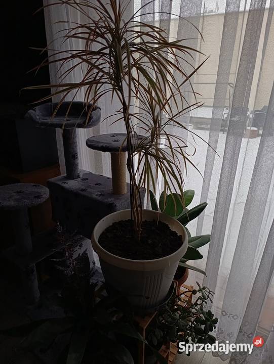 dracena obrzeżona do pilnej sprzedaży Poznań