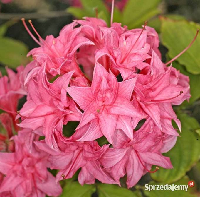 Azalia Wielkokwiatowa piękne kolory WIOSNĄ śląskie Knurów
