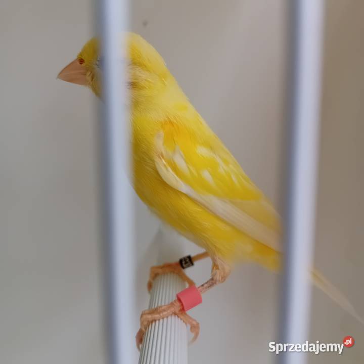 Kanarki miniatura hiszpańska Tomaszów Bolesławiecki sprzedam
