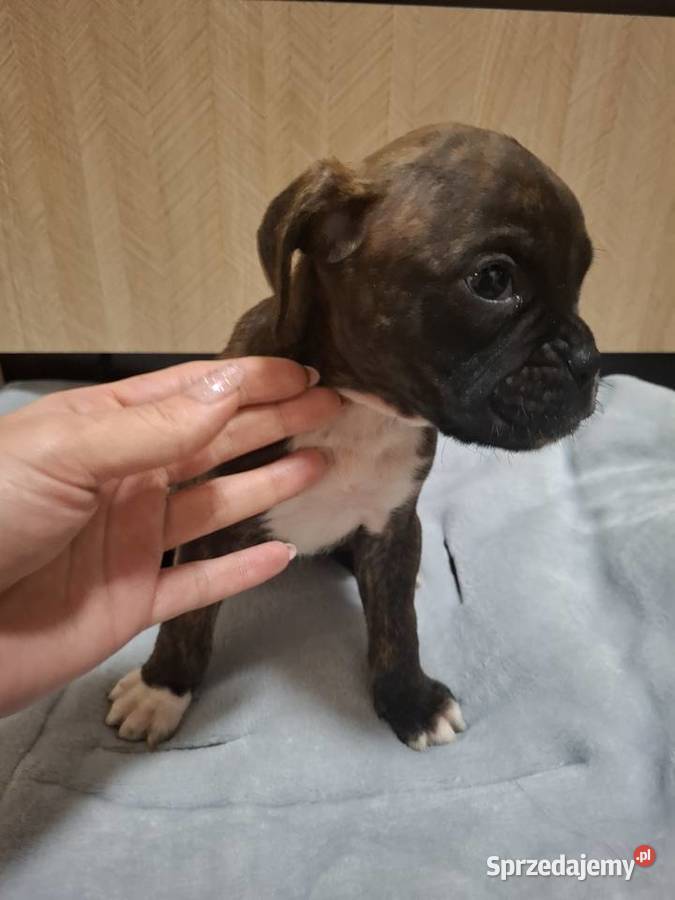 Szczeniaki rasy bokser Bokser Legnica sprzedam