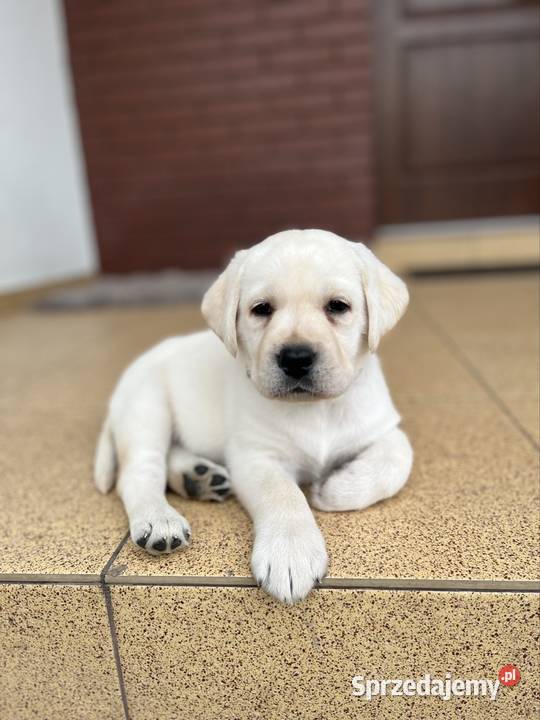 Labrador Retriever Grand Champion Polski wielkopolskie Środa Wielkopolska sprzedam