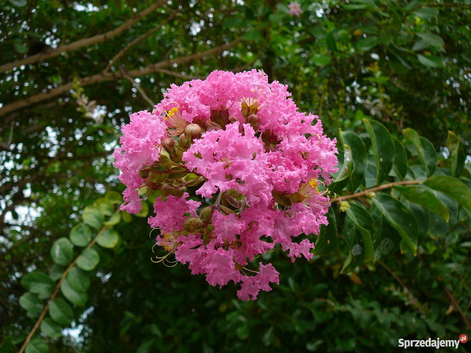 Lagerstroemia Indica BEZ POŁUDNIA Poznań