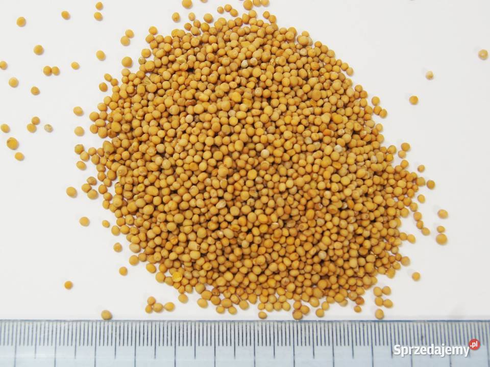 Gorczyca biała 1 gatunek Polska zbiór 2020 Łódź