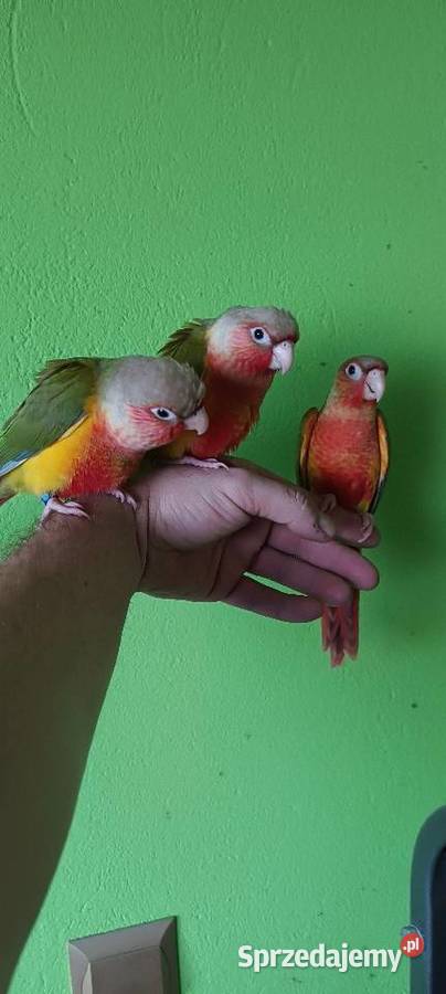 Ręcznie karmione rudosterki z papierami i dna na śląskie Tychy