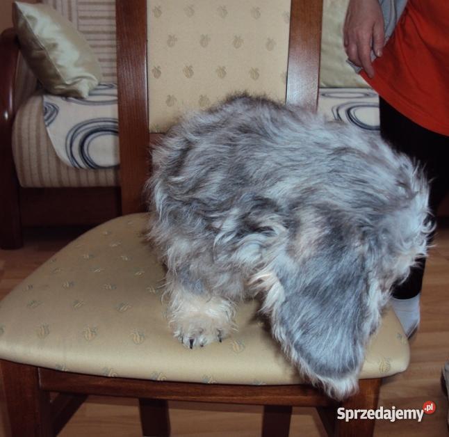 suczkę Terriera Dandie Dinmont Gdańsk