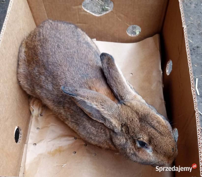 Królik dorosły samiec Dębicze